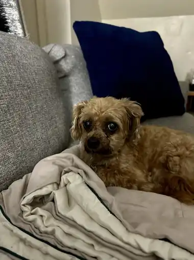 Cooper relaxing on the couch