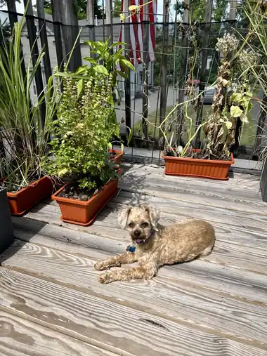 Cooper resting on a sunny wooden deck near plants