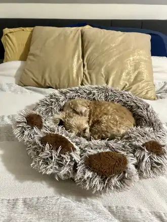 Cooper curled up asleep in a fuzzy paw-shaped bed
