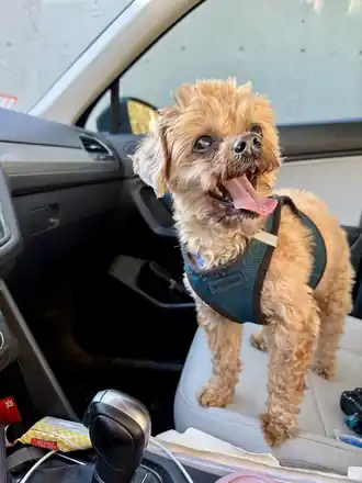 Happy Cooper standing on the passenger seat wearing a blue harness