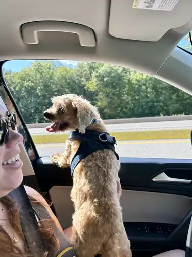 Cooper standing by the open car window on a sunny road trip