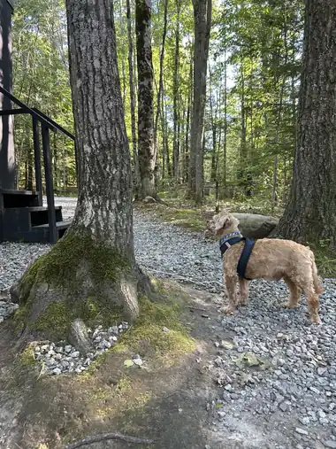 Cooper exploring in the woods wearing a harness