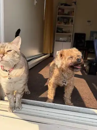 Yua the cat and Cooper standing together in a sunny doorway